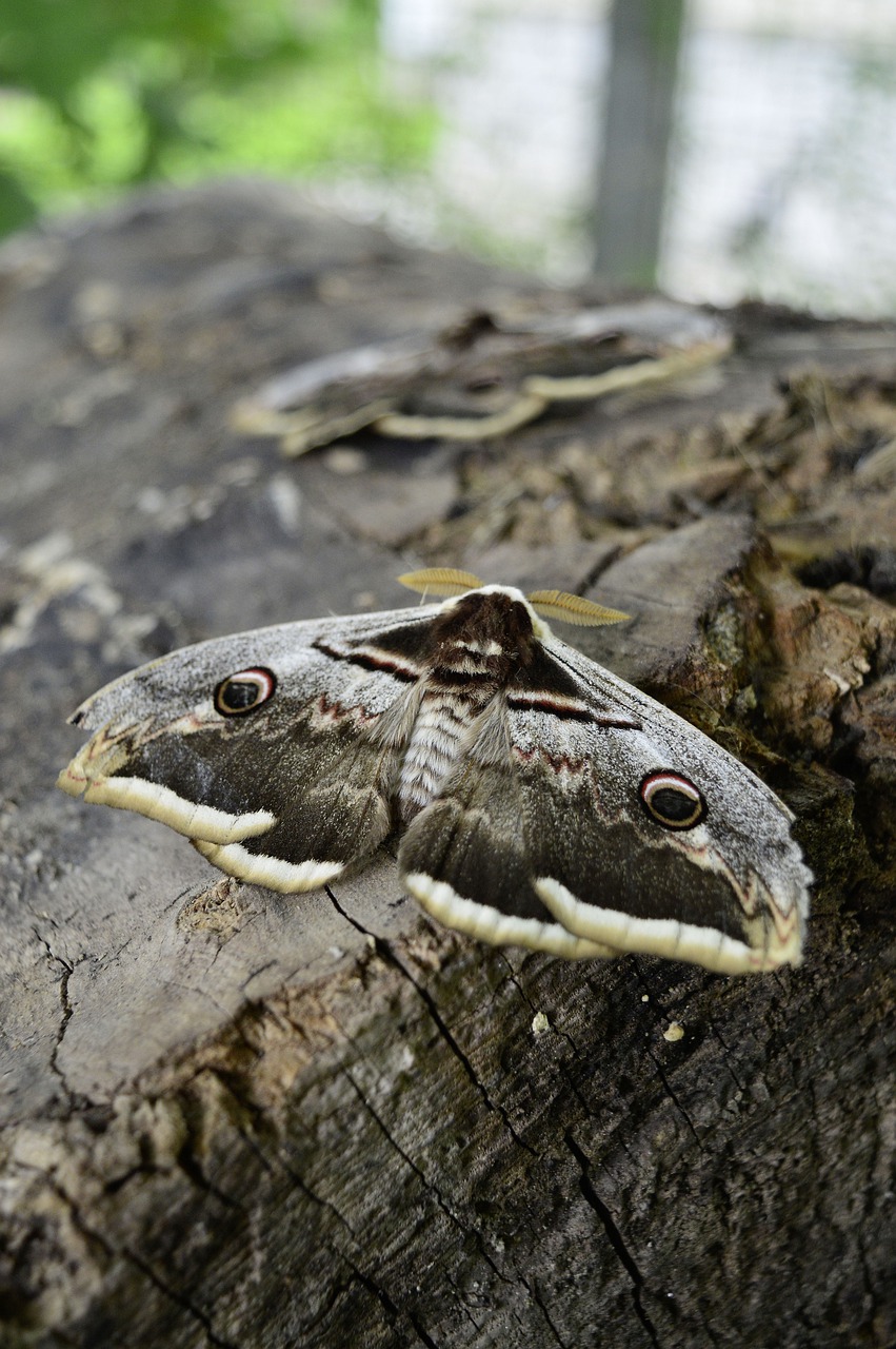 insect  butterfly  moth free photo