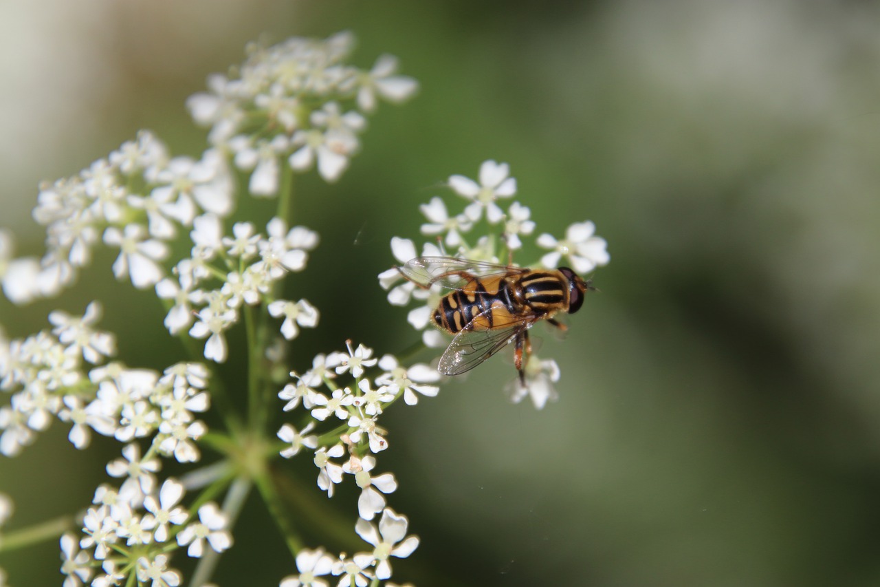 insect  flower  white free photo