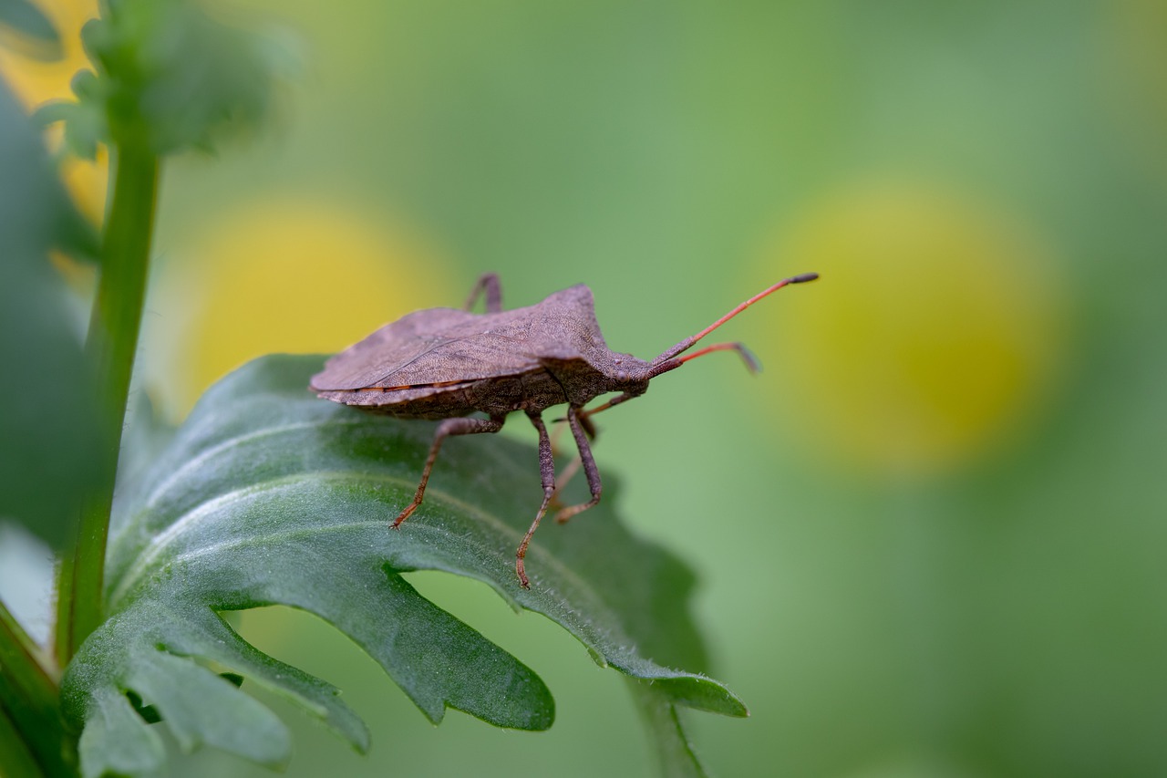 insect  bug  leaf bug free photo
