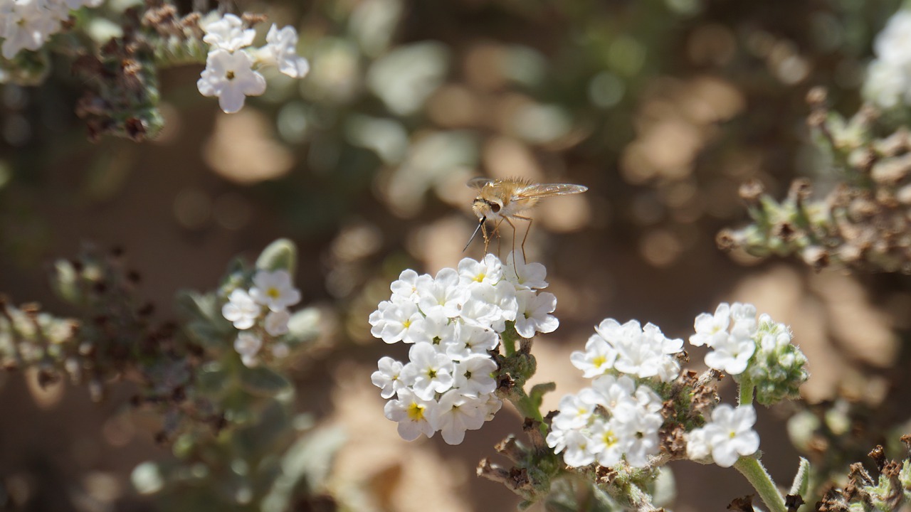 insect  sting  blossom free photo