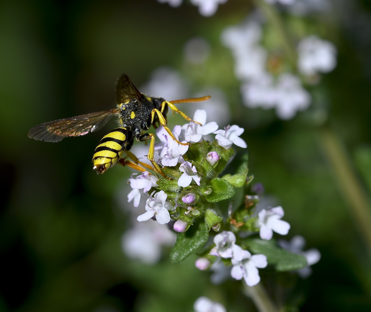 insect  garden  nature free photo