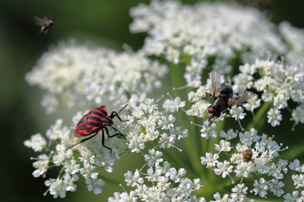 insect  close up  animal free photo