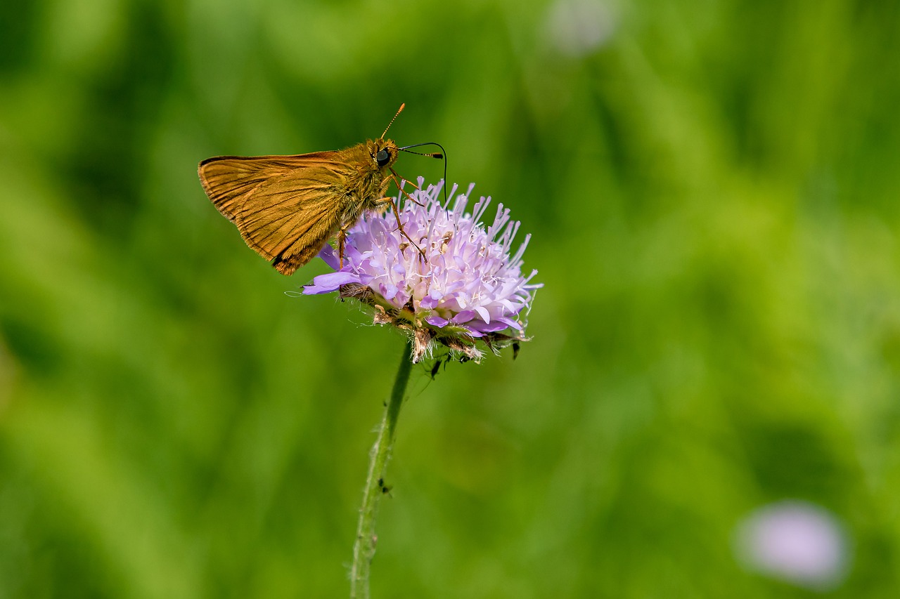 insect  butterfly  close up free photo