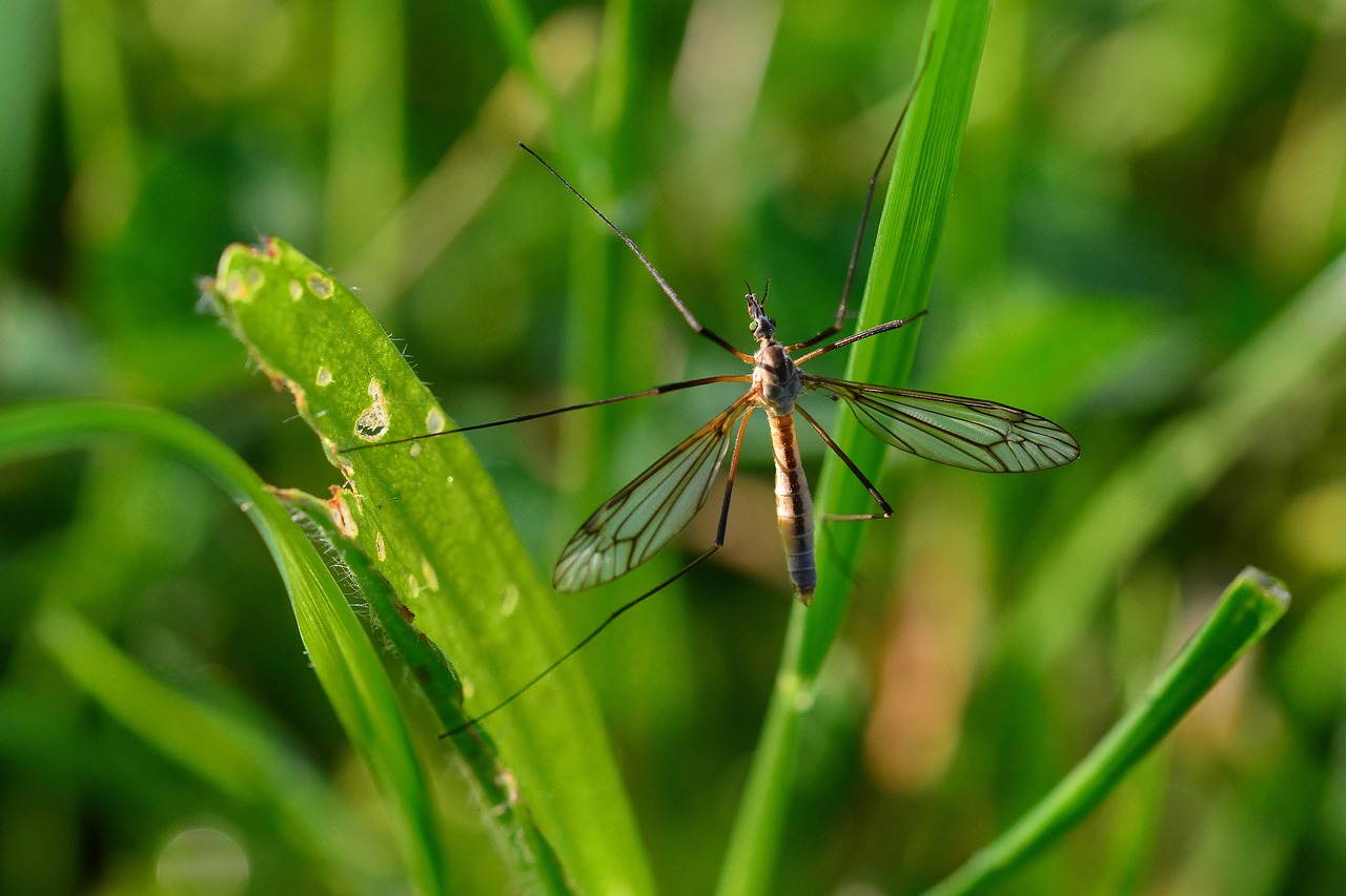 insect  meadow  nature free photo