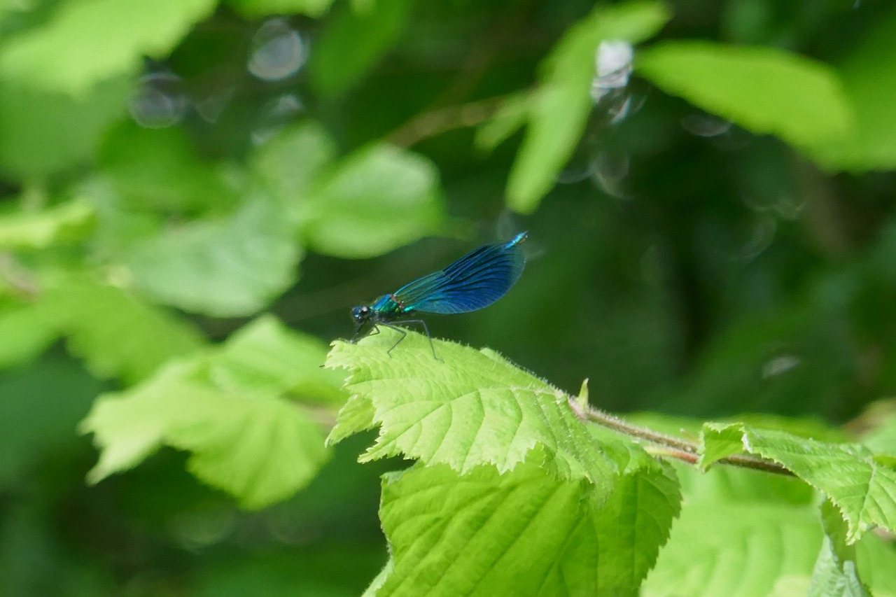 insect  nature  spring free photo