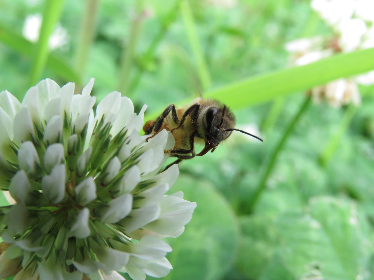 insect  bee  honeybee free photo