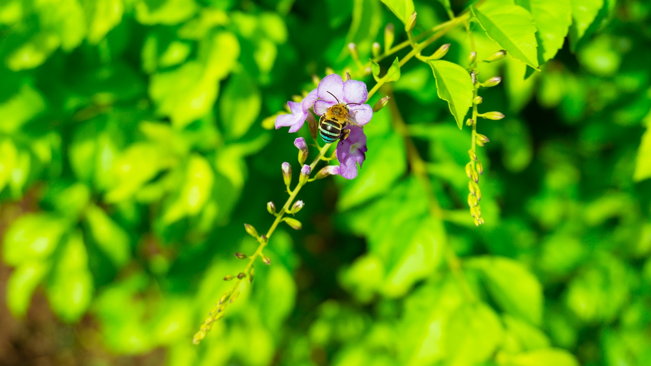 insect  flower  nature free photo