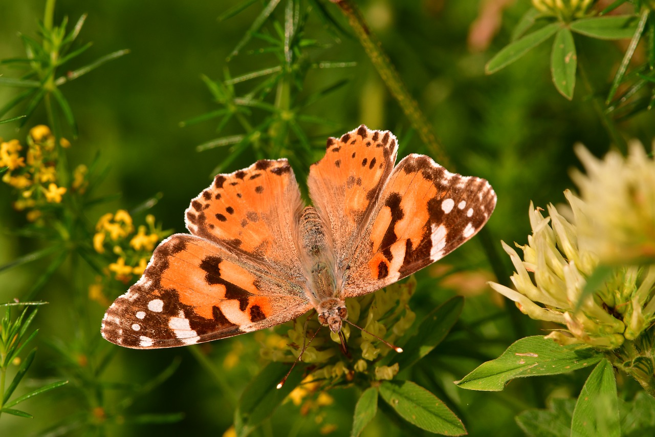 insect  butterfly  ali free photo