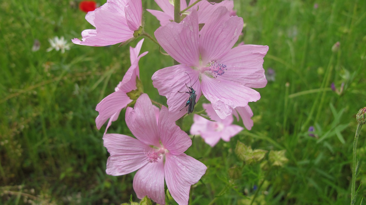 insect  flower  pink free photo
