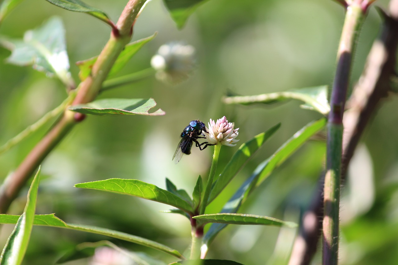 insect  nature  spring free photo