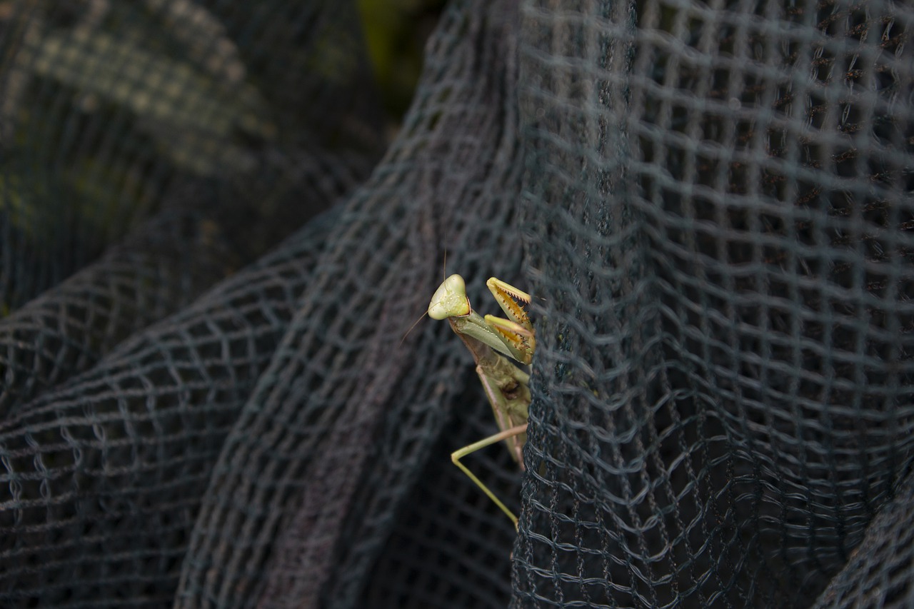 insect  mantis  arthropod free photo