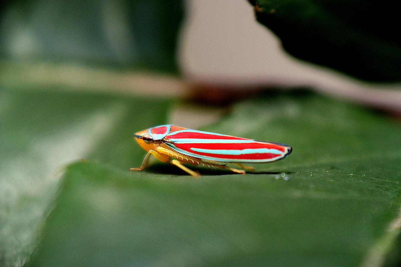 insect  glassy-winged sharpshooter  leafhoppers free photo