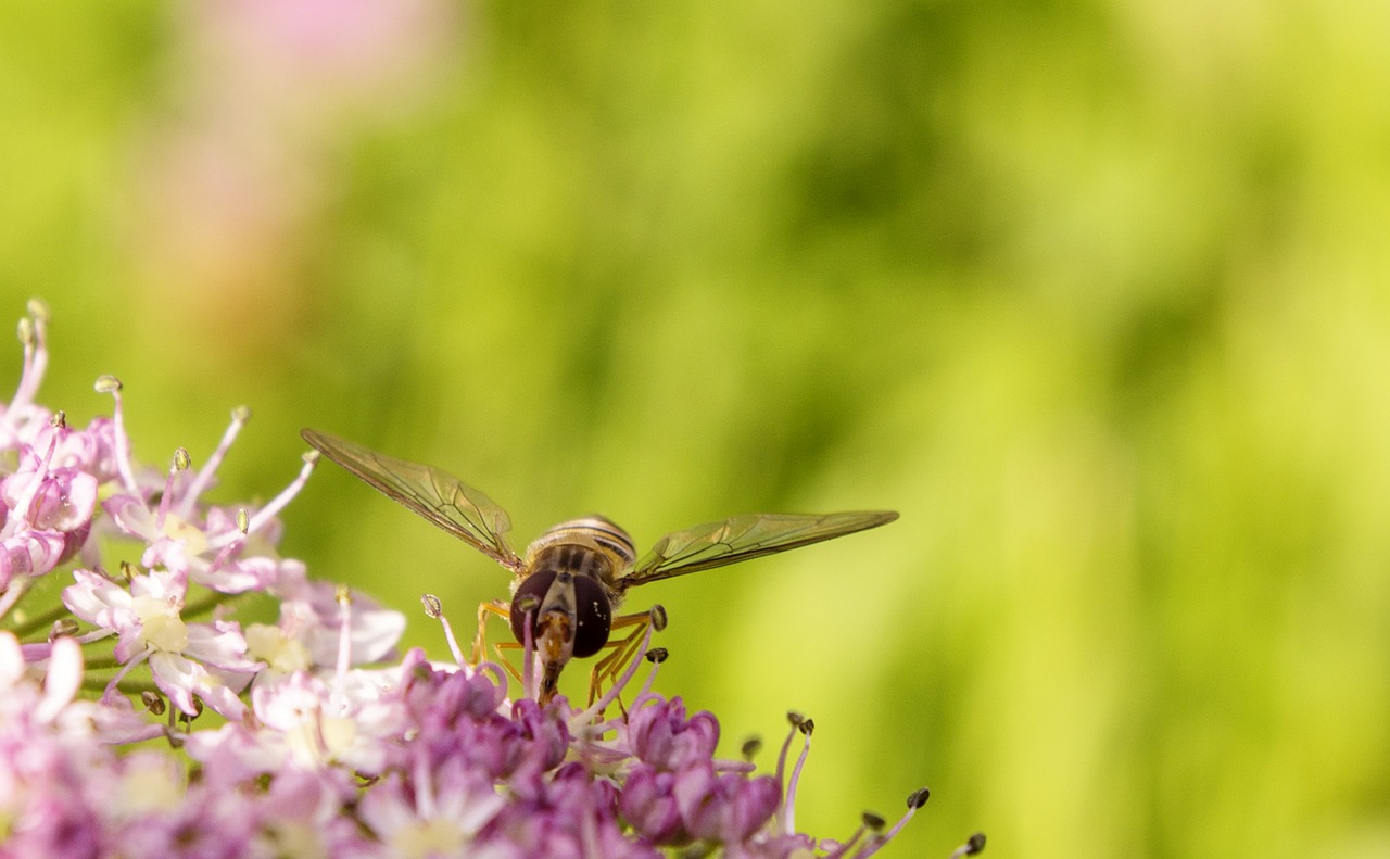 insect hover fly flower free photo