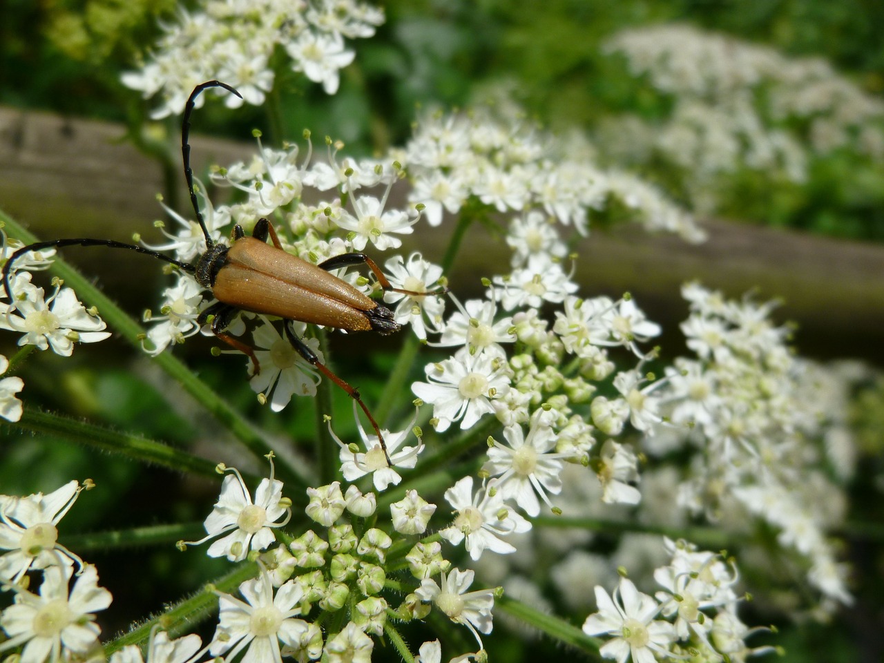 insect beetle schwarzspitziger neck bock free photo