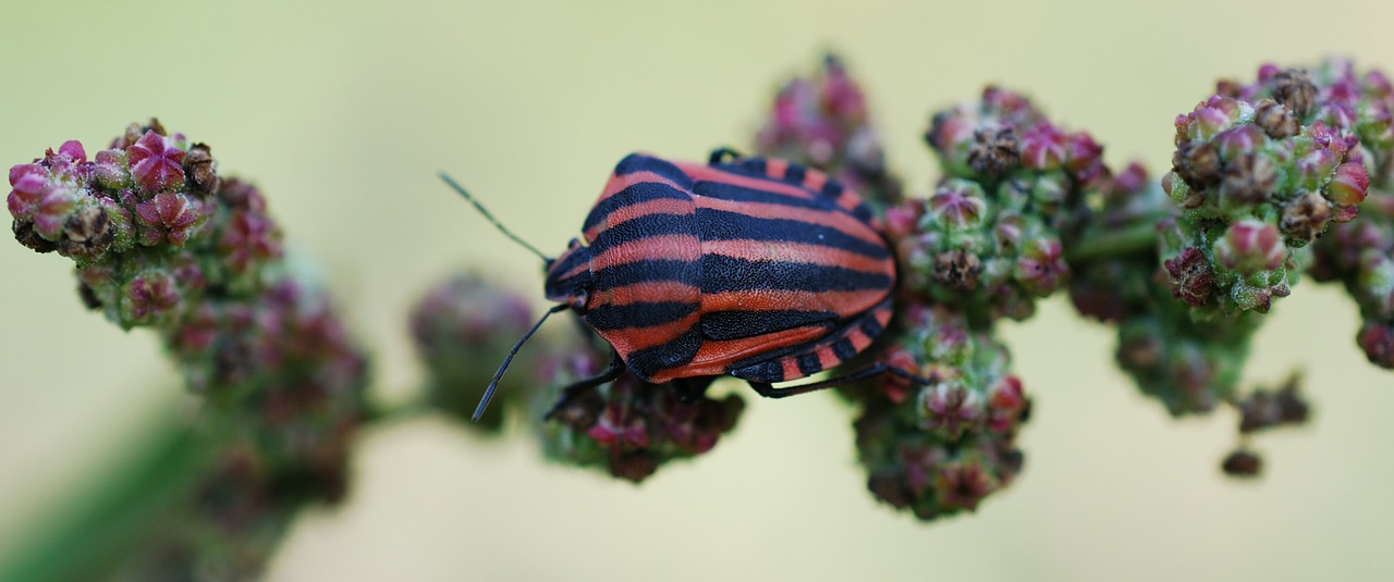 insect red black free photo
