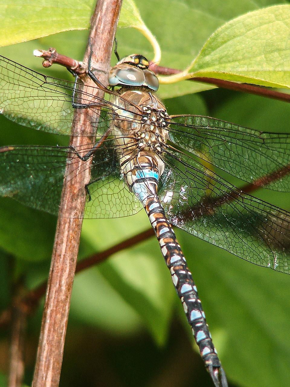 insect dragonfly close free photo