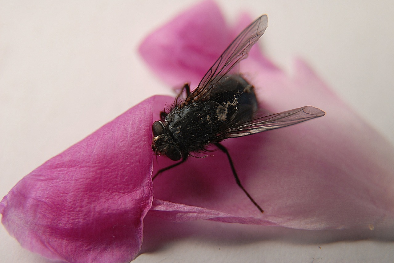 insect fly sheet free photo