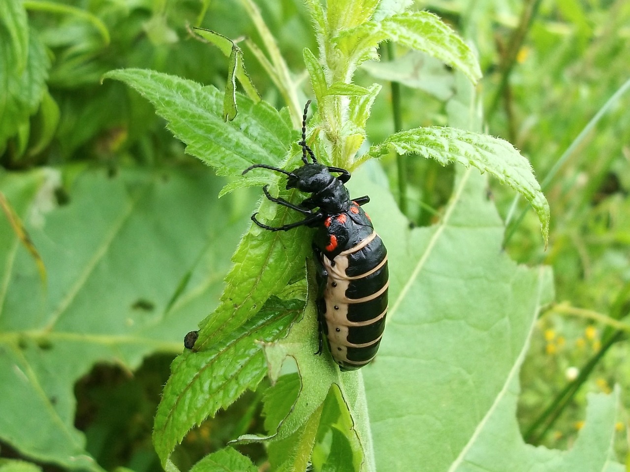 insect beetle bug free photo