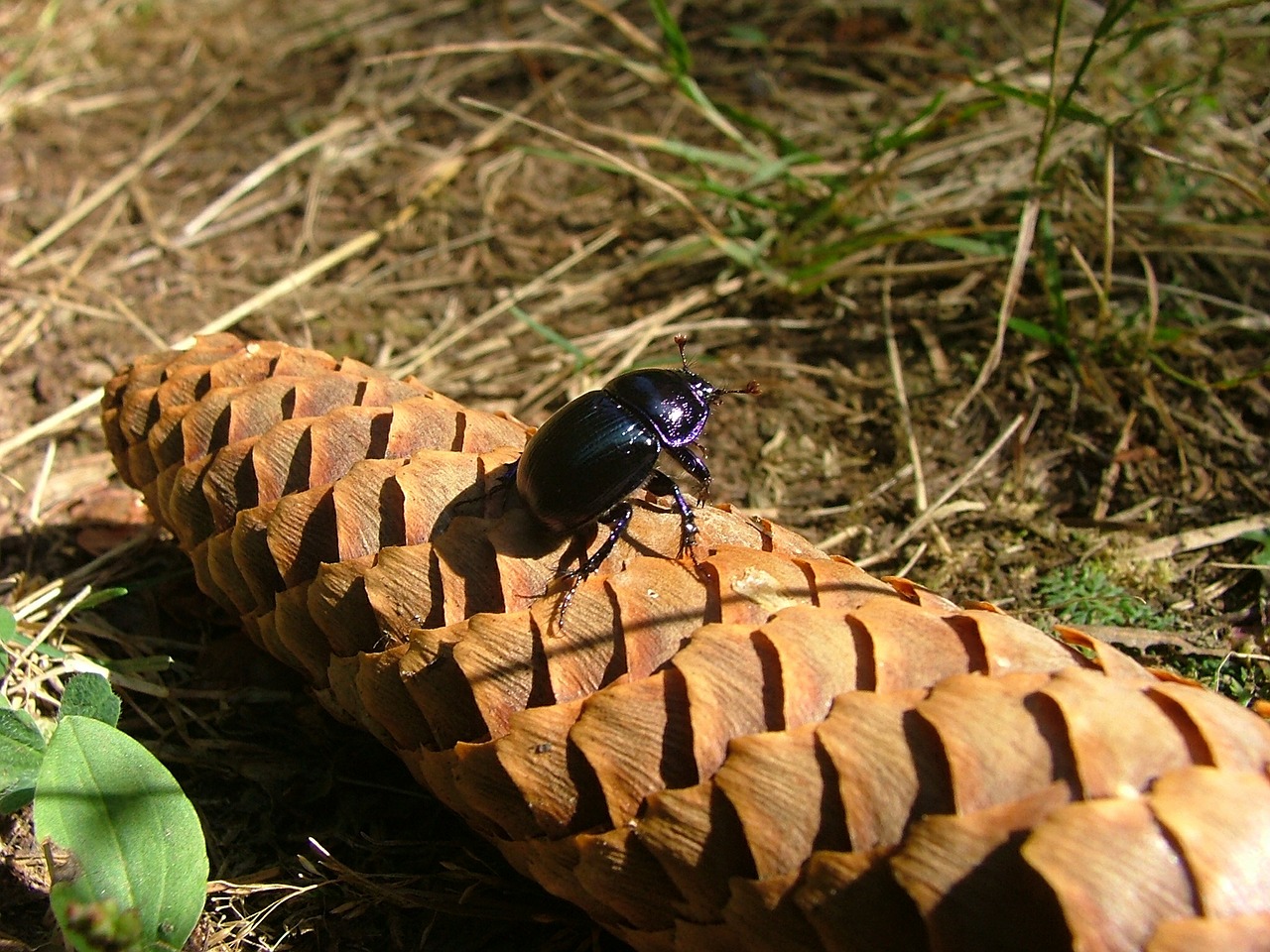 insect dung cone free photo