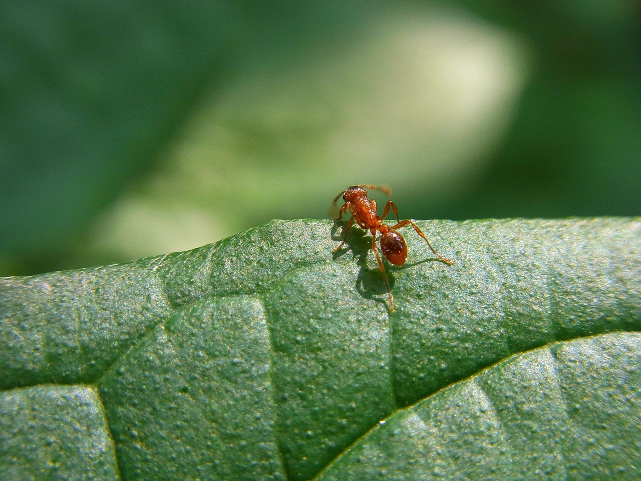 insect ant animal free photo