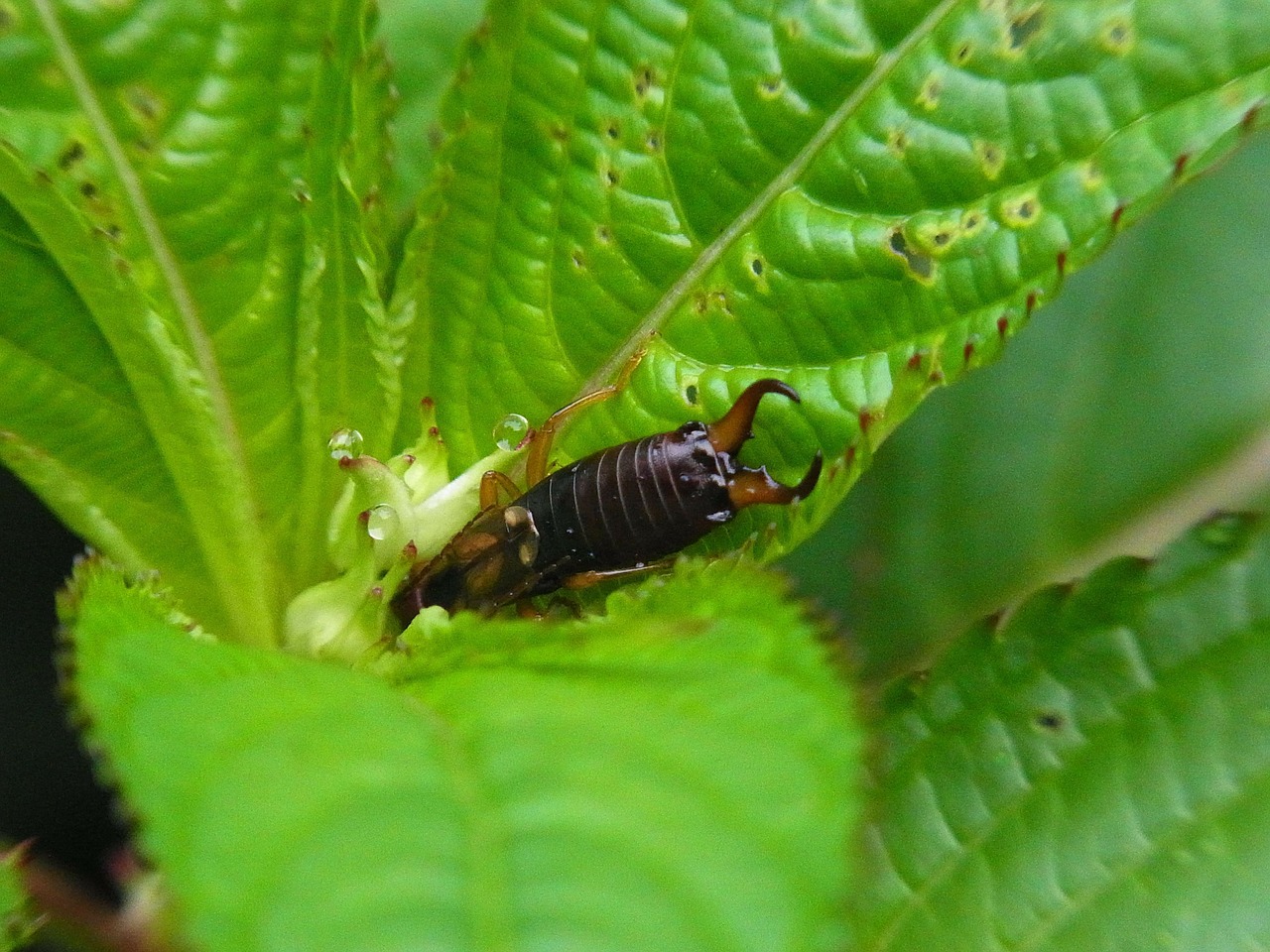 insect earwigs nature free photo