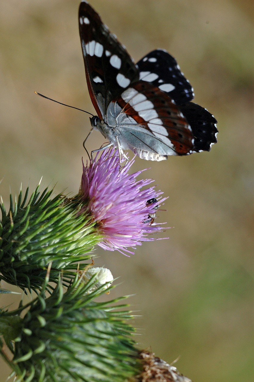 insect butterfly moth free photo