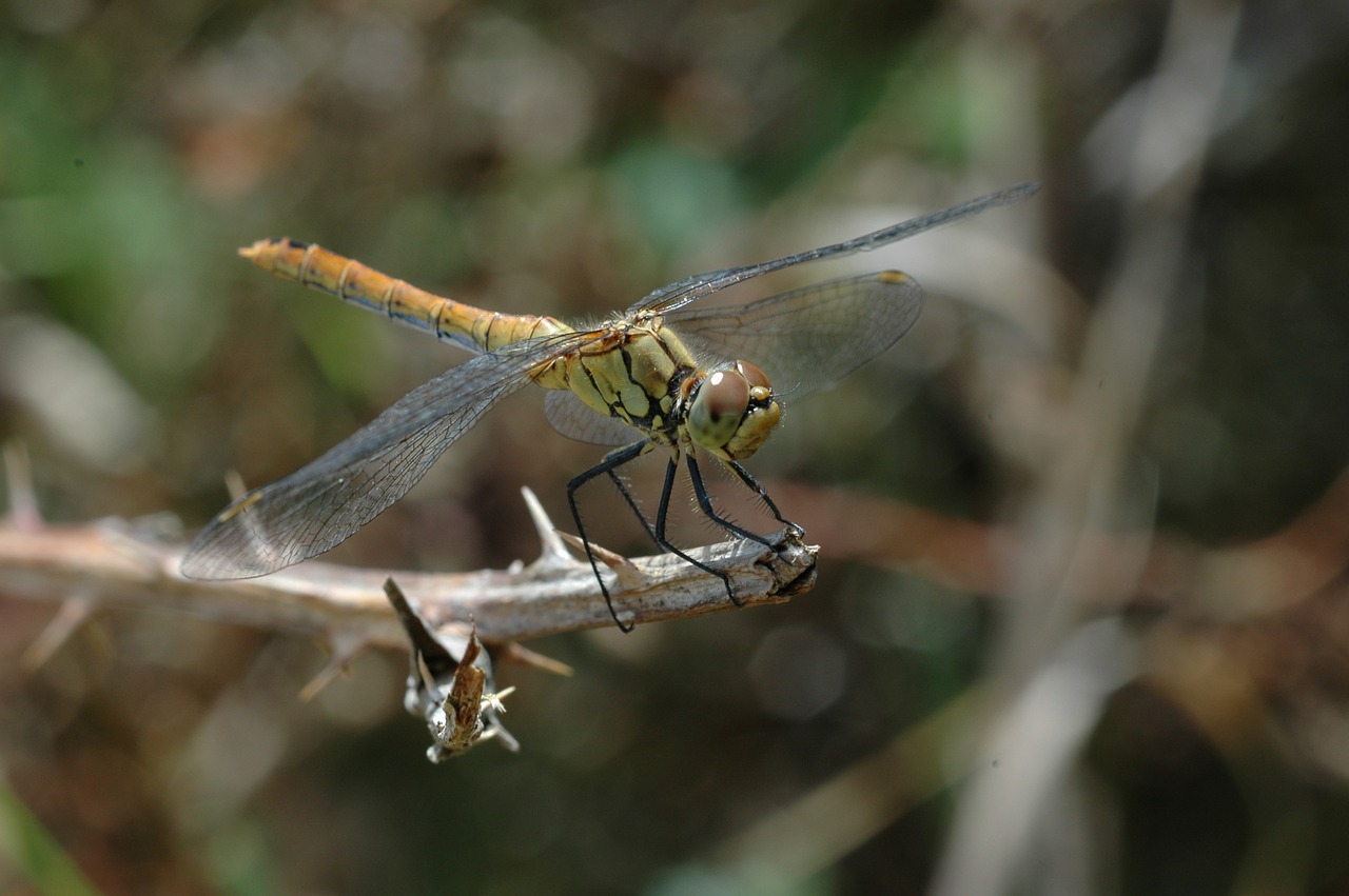 insect dragonfly macro free photo