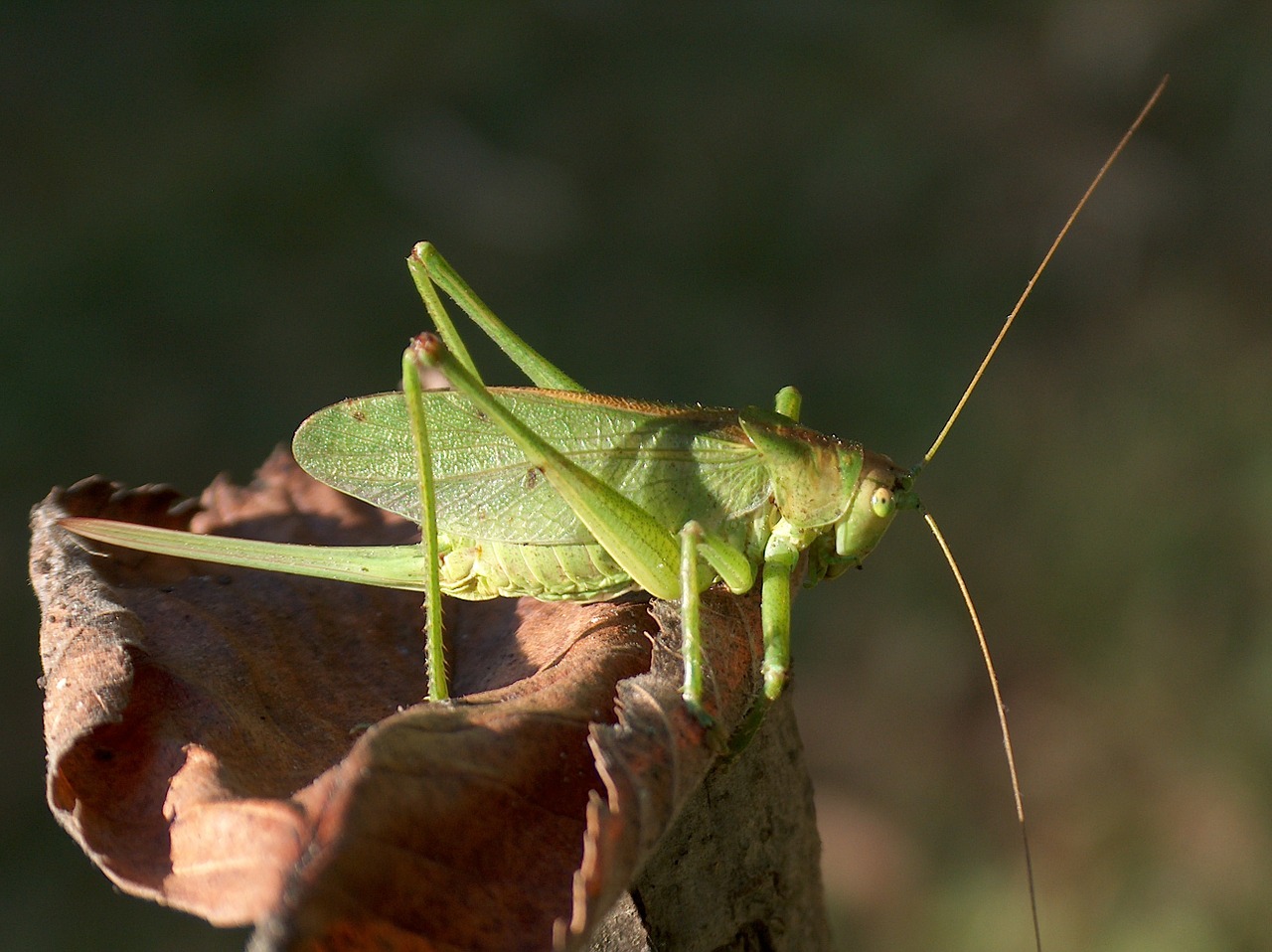 insect grasshopper konik free photo