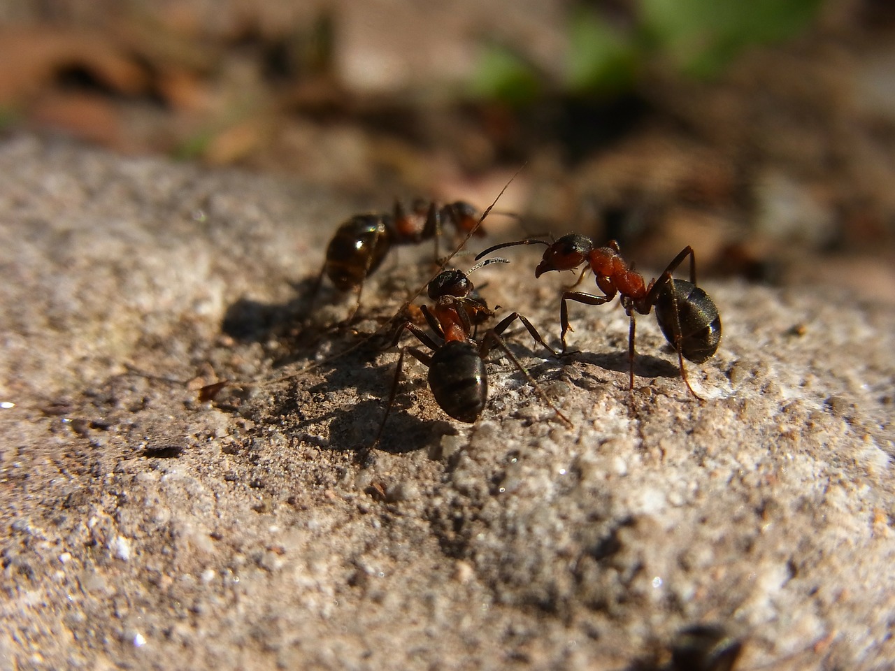 insect hymenoptera ant free photo
