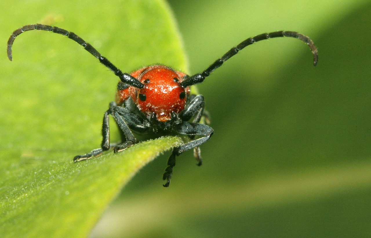 insect macro nature free photo