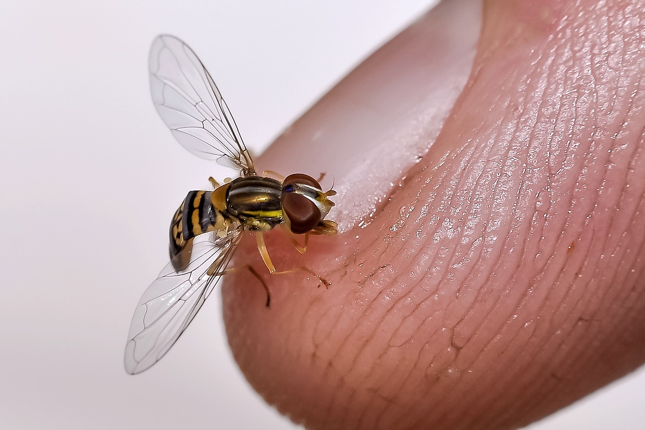 insect muriçoca finger free photo