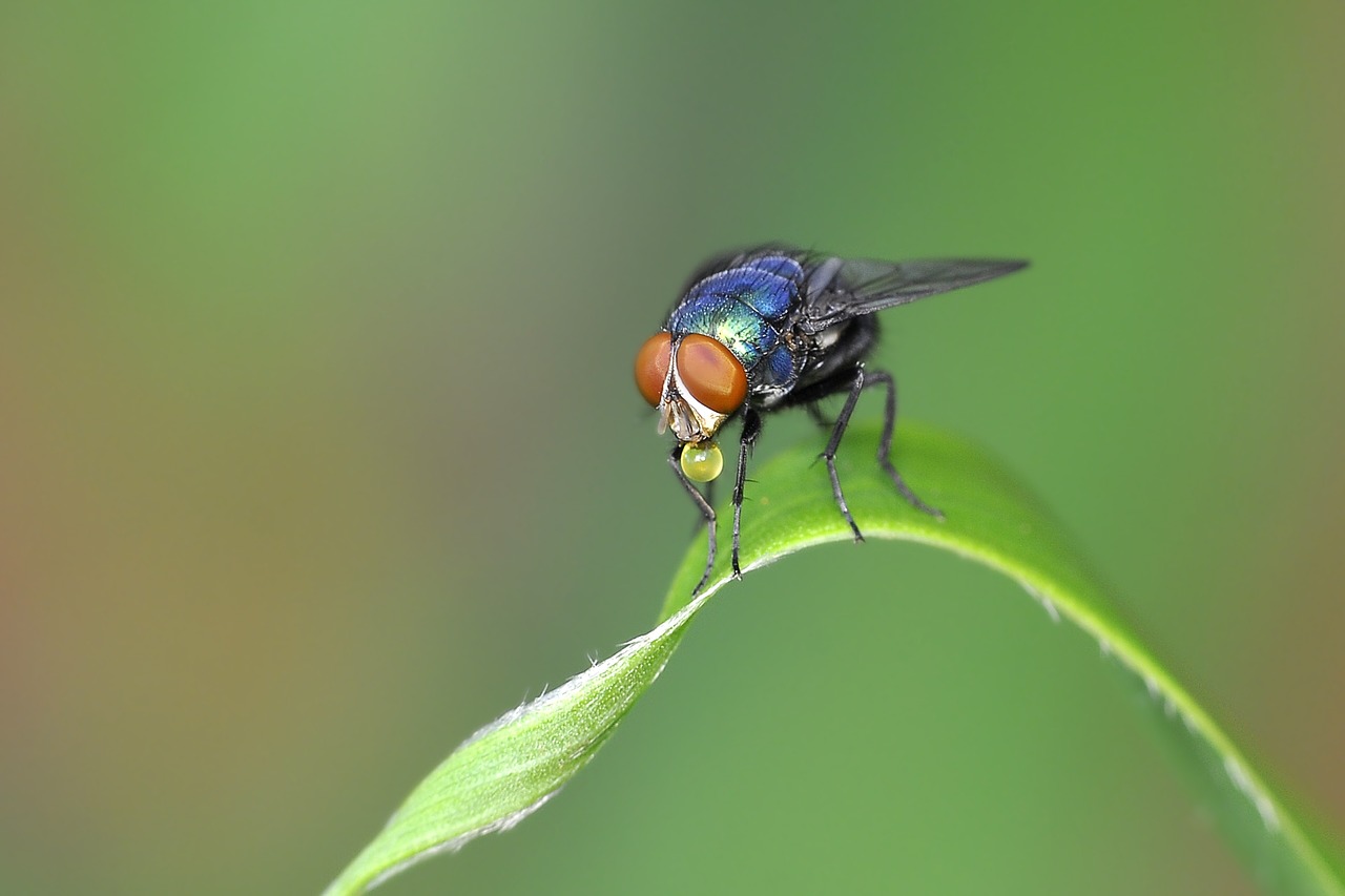 insect fly leaf free photo