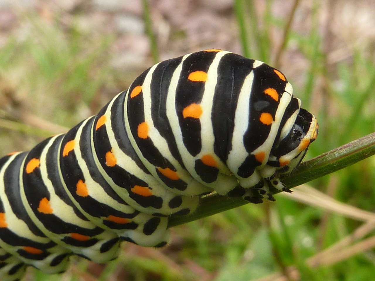 insect caterpillar swallowtail free photo