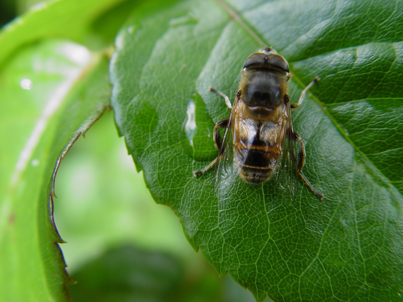 insect macro bee free photo