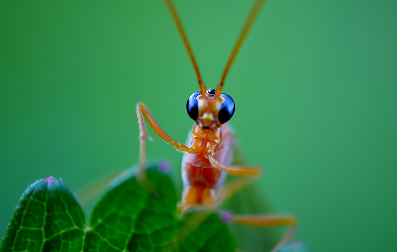 insect eyes probe free photo