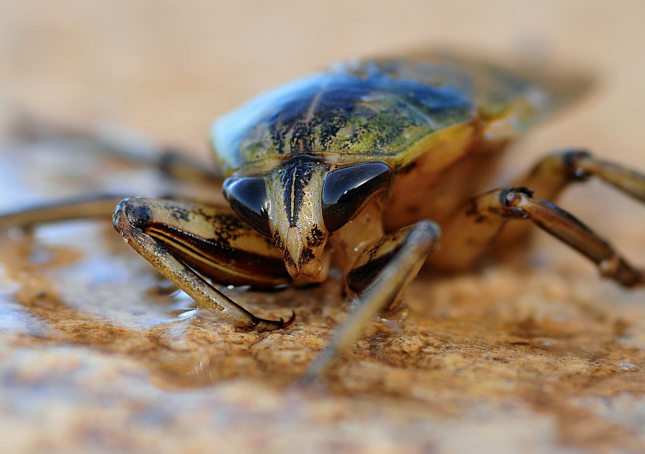 insect cockroach eye free photo