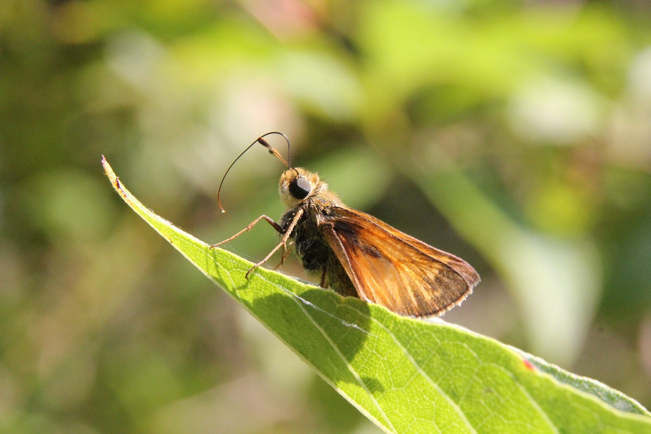 insect moth bug free photo