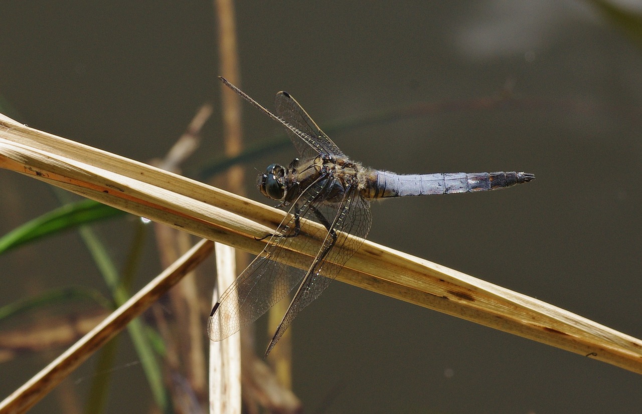 insect dragonfly great blaupfeil free photo