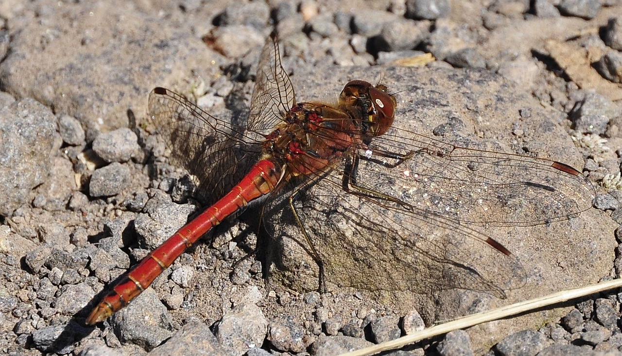 insect dragonfly red dragonfly free photo