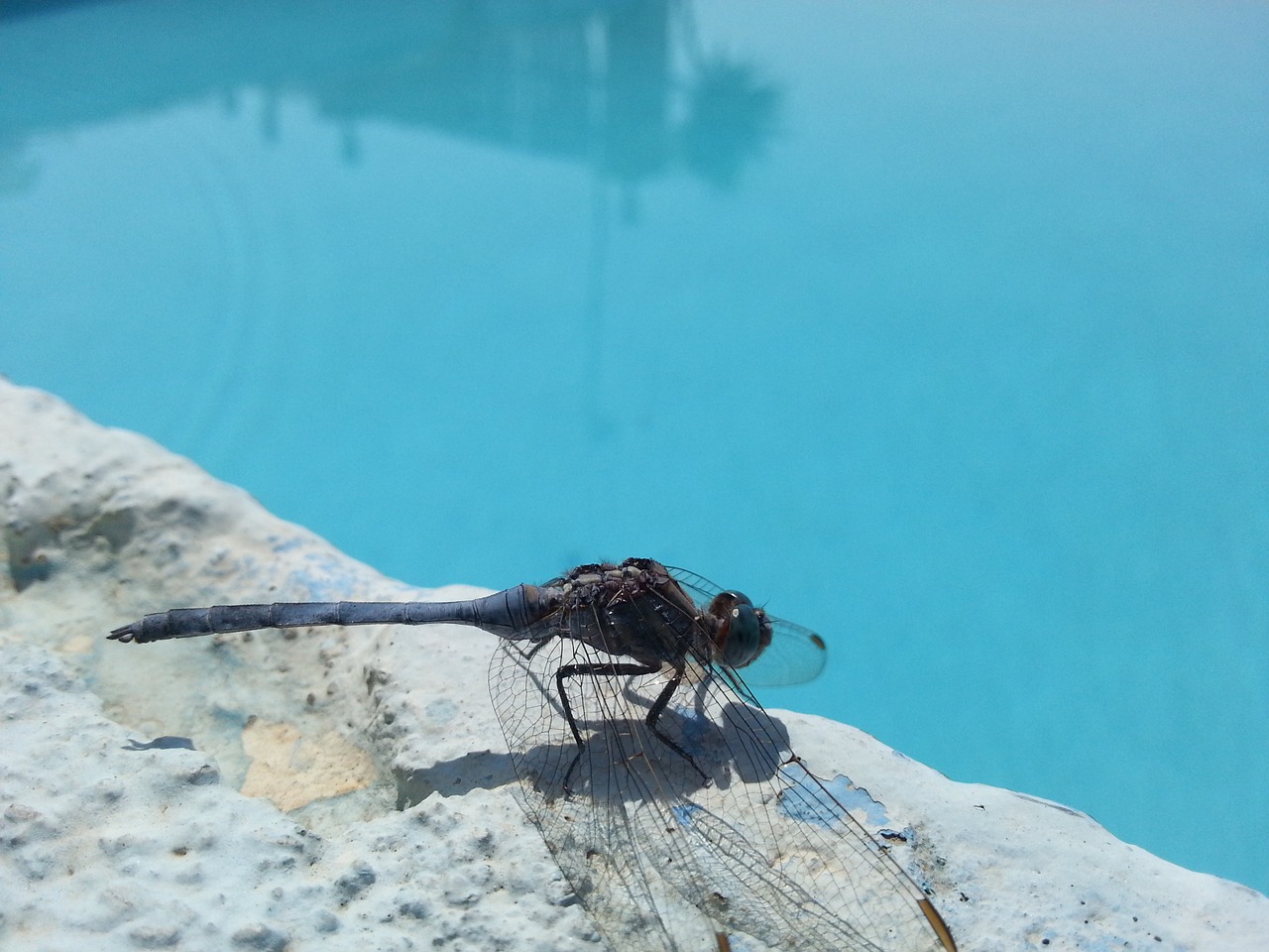 insect pool dragonfly free photo