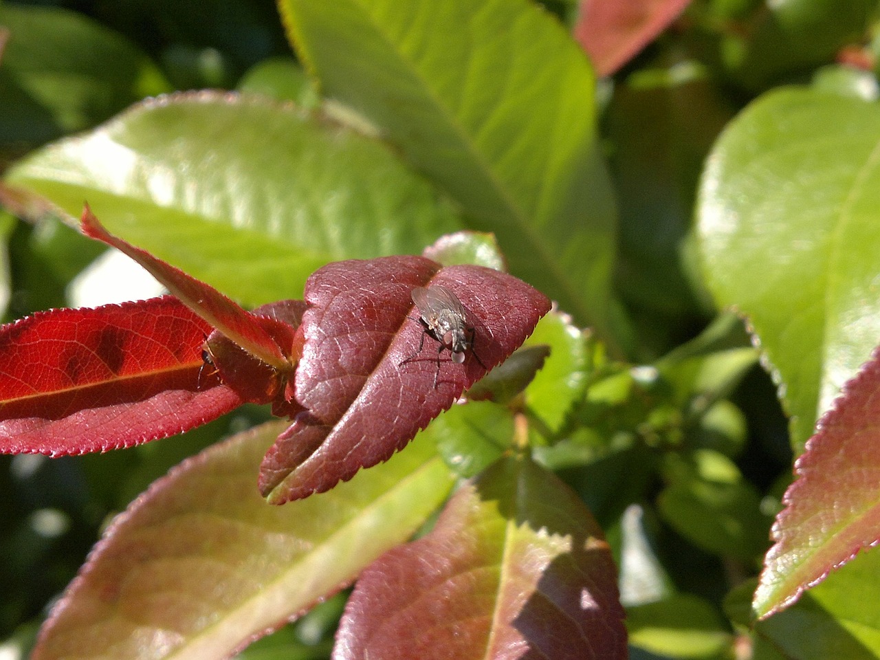 insect fly be free photo