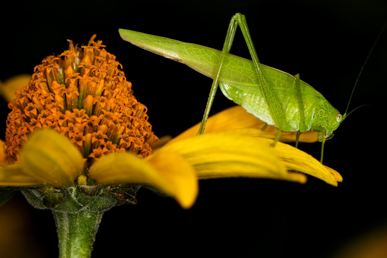 insect grasshopper macro free photo