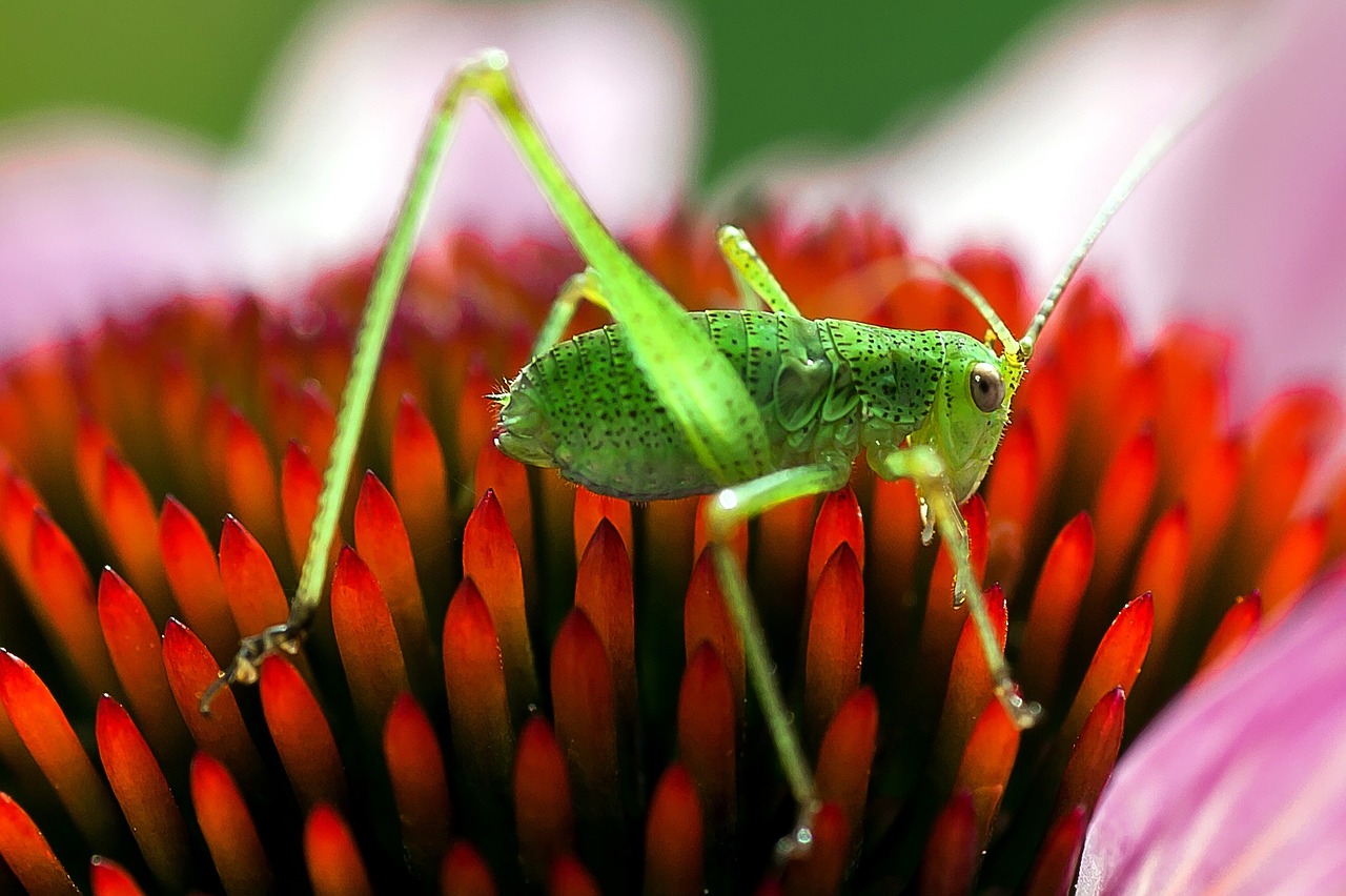 insect grasshopper macro free photo