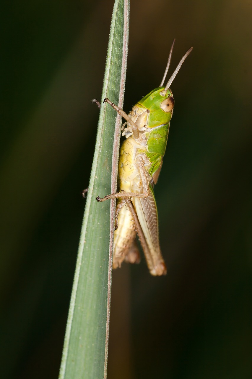 insect grasshopper macro free photo