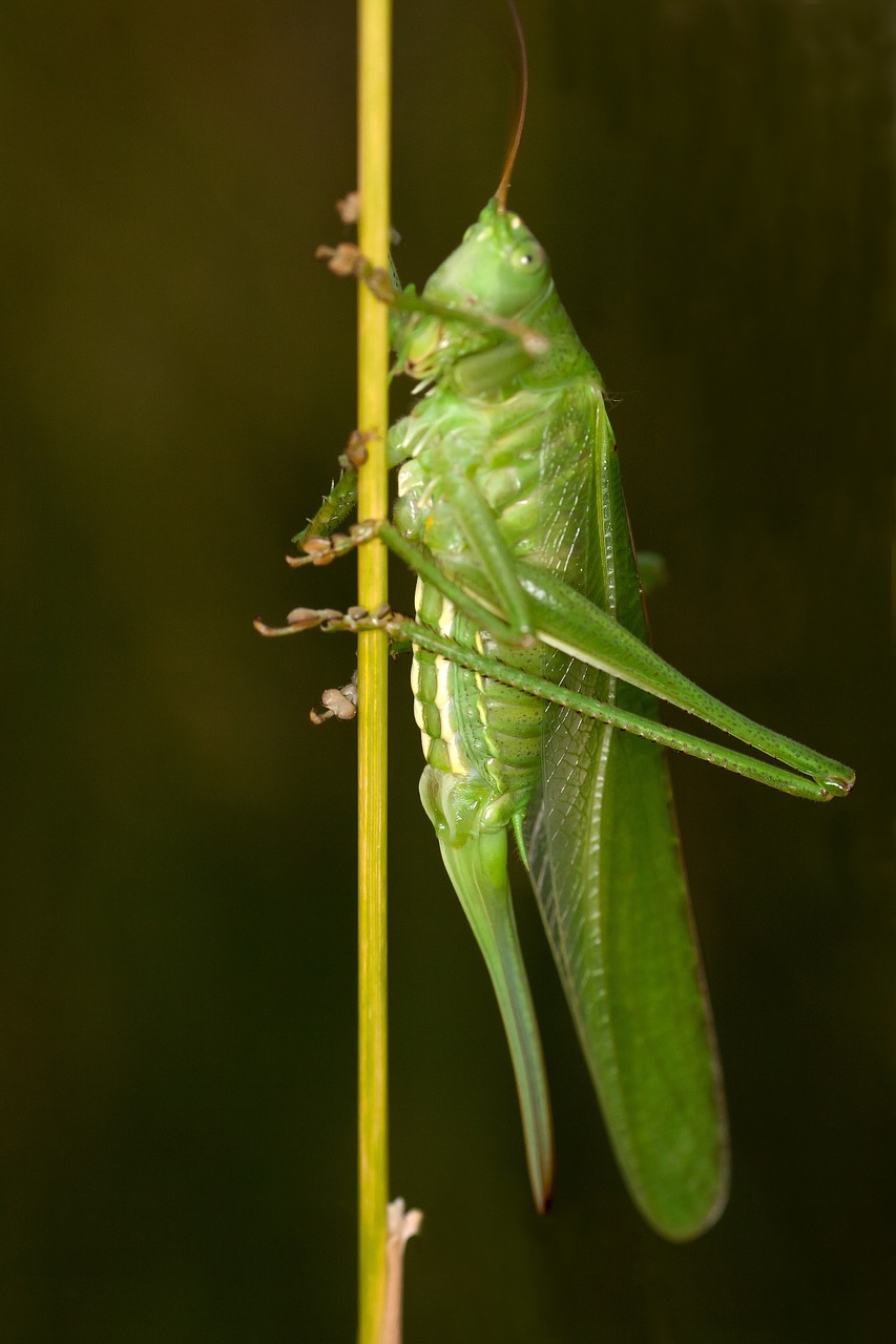 insect grasshopper macro free photo