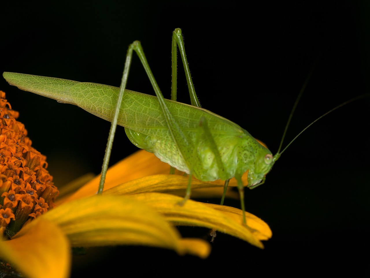 insect grasshopper macro free photo