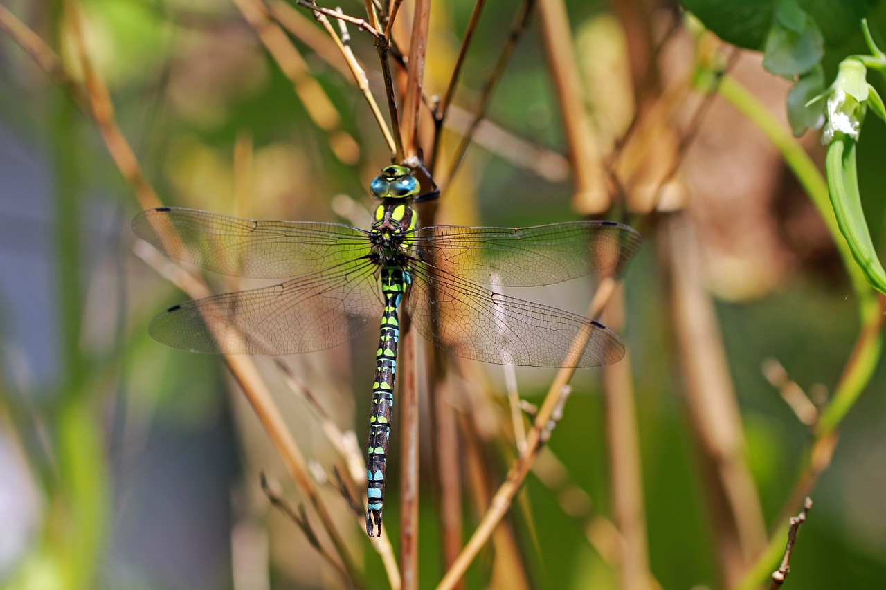 insect nature close free photo