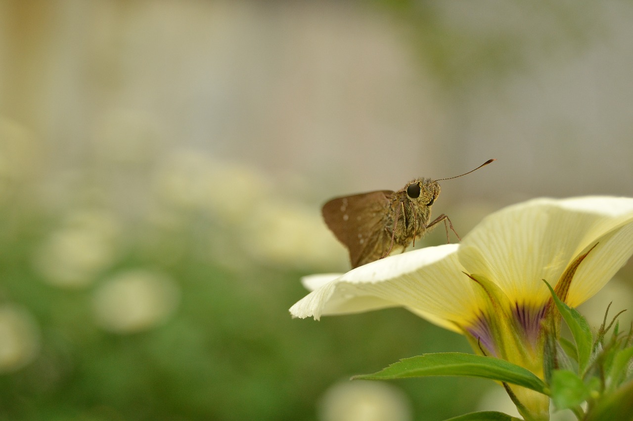 insect flower butterfly