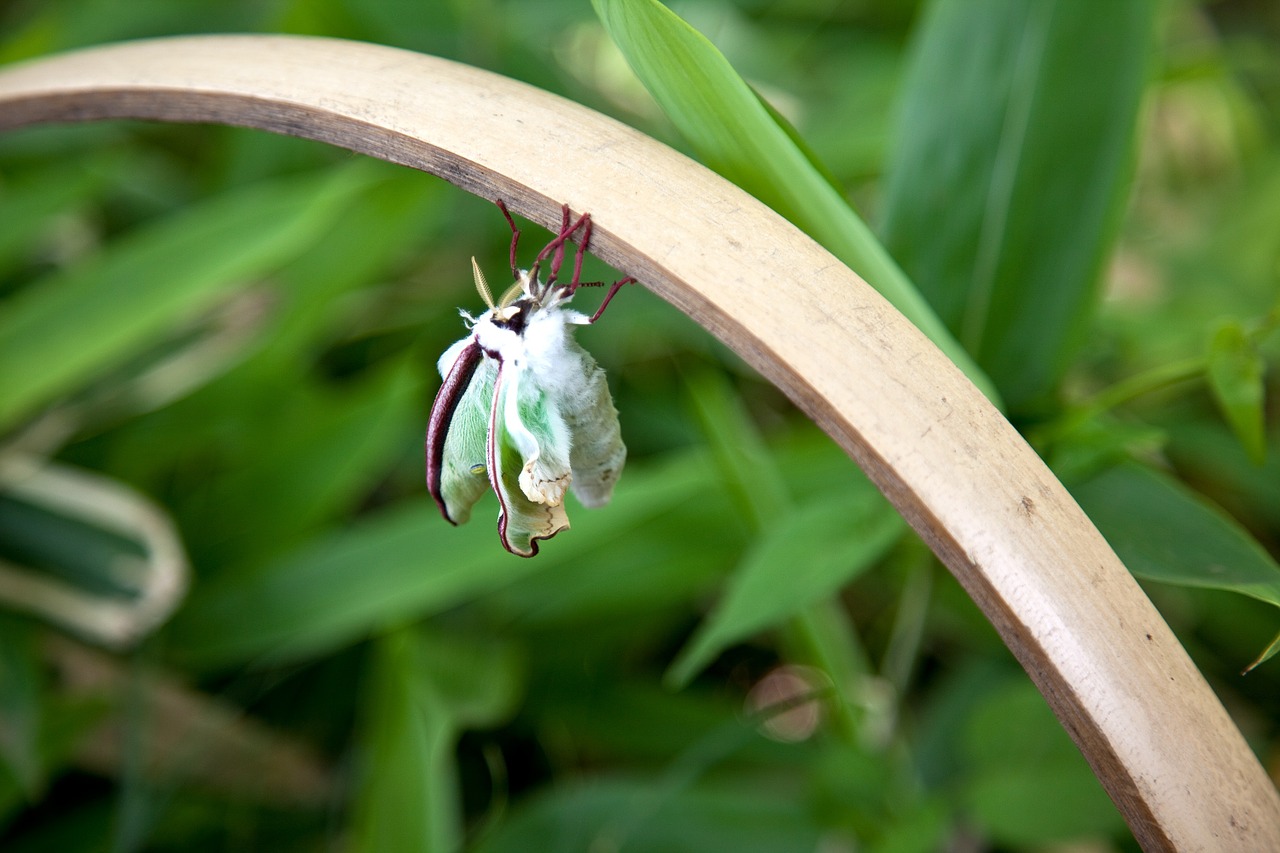 insect garden nature free photo