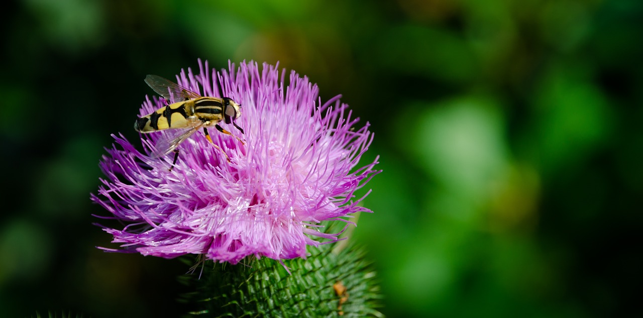 insect yellow bee free photo